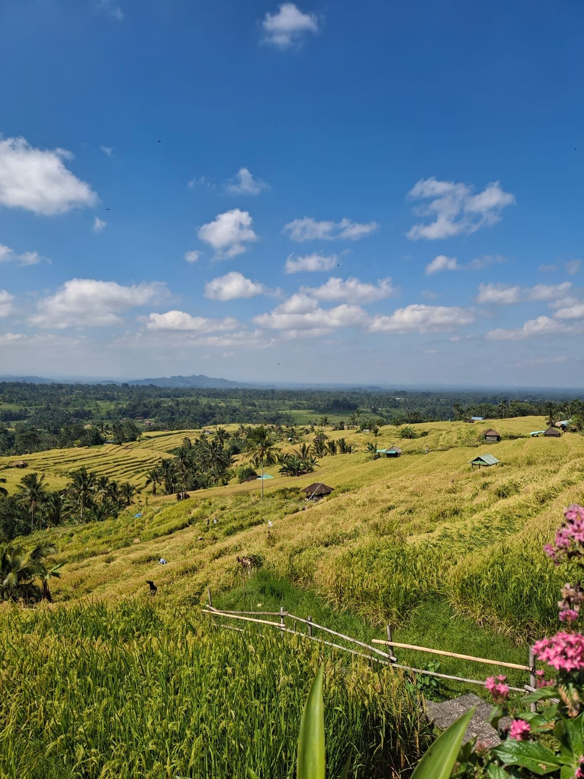 Bali Gallery 8